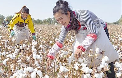 棉花采摘超30% 购销主体分歧难消